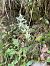 Platanthera bifolia  - Jennie Levin