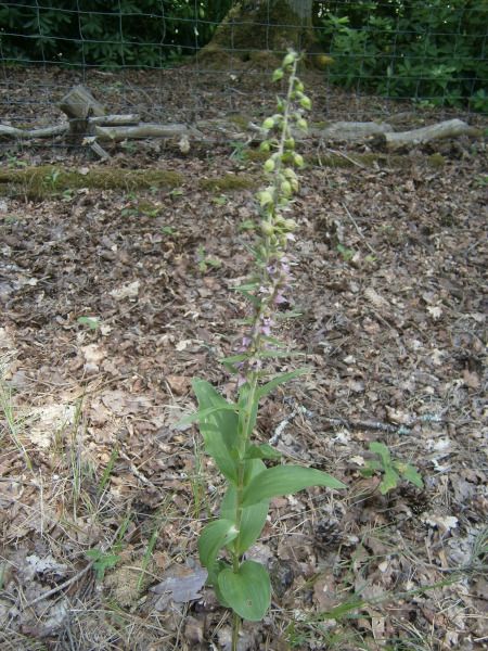 Epipactis helleborine 