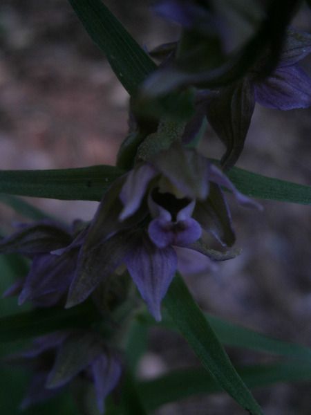 Epipactis helleborine 