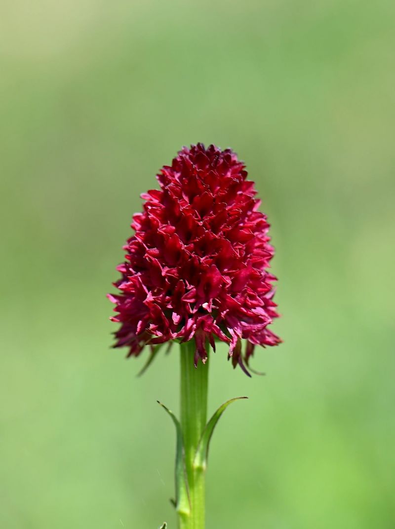 Nigritella cenisia  - Gilles Grobel
