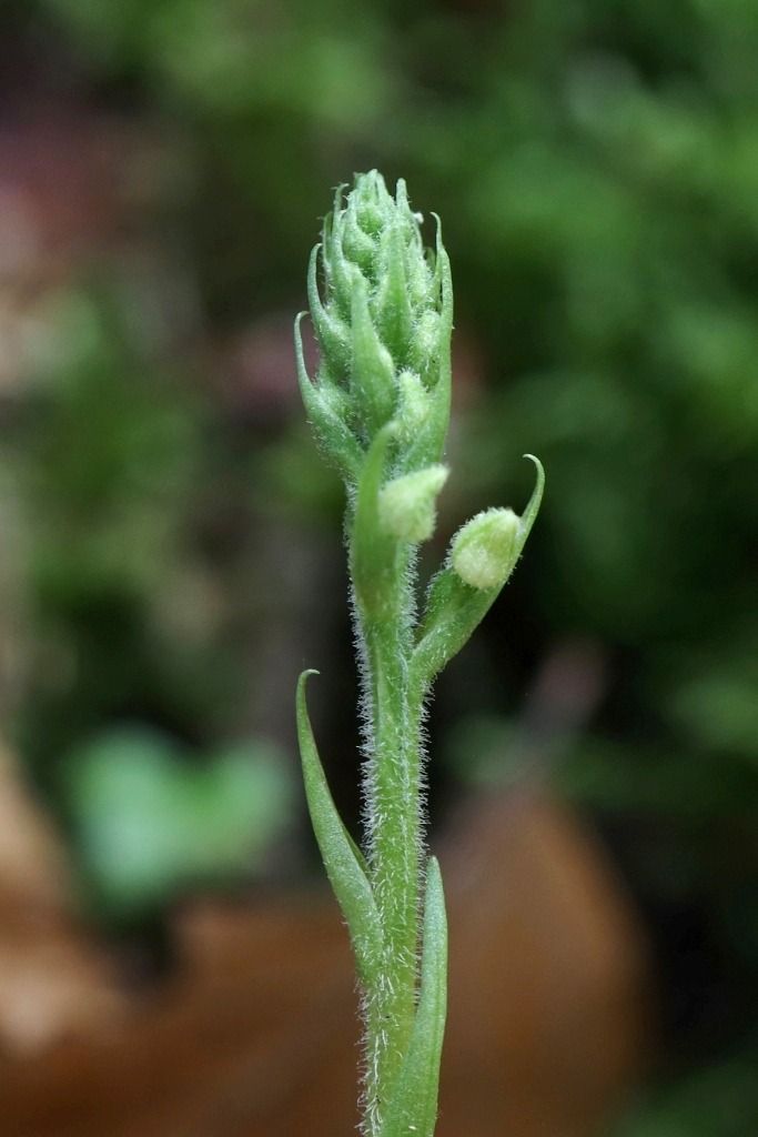 Goodyera repens  - Ghislain Constans