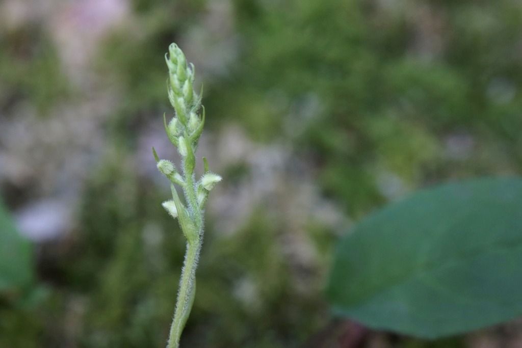 Goodyera repens  - Ghislain Constans