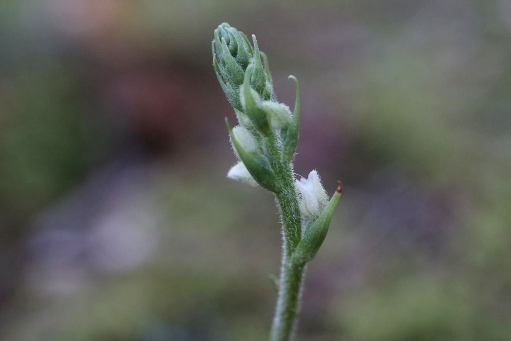 Goodyera repens  - Ghislain Constans