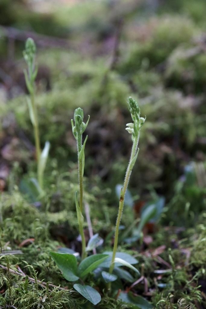 Goodyera repens  - Ghislain Constans