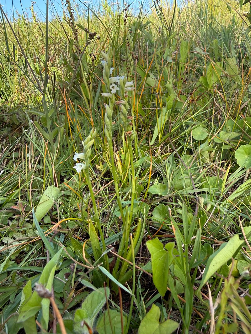 Spiranthes aestivalis  - Ghislain Constans