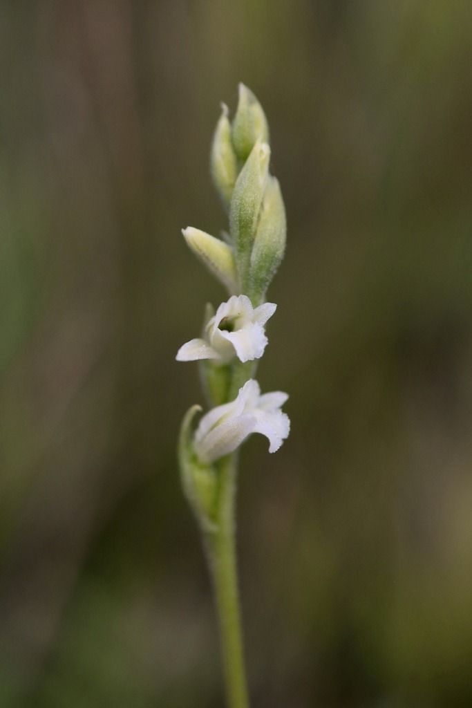 Spiranthes aestivalis  - Ghislain Constans