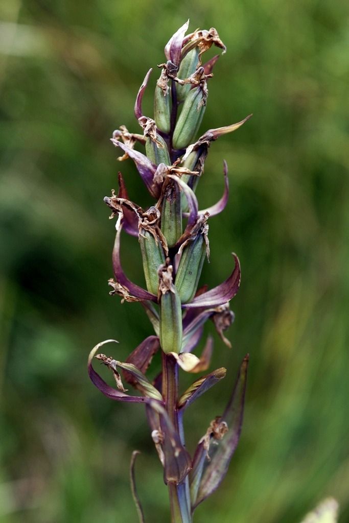 Dactylorhiza majalis  - Ghislain Constans