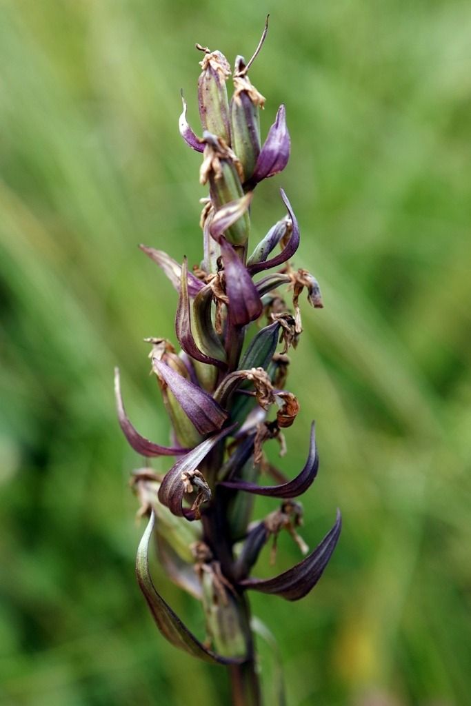 Dactylorhiza majalis  - Ghislain Constans