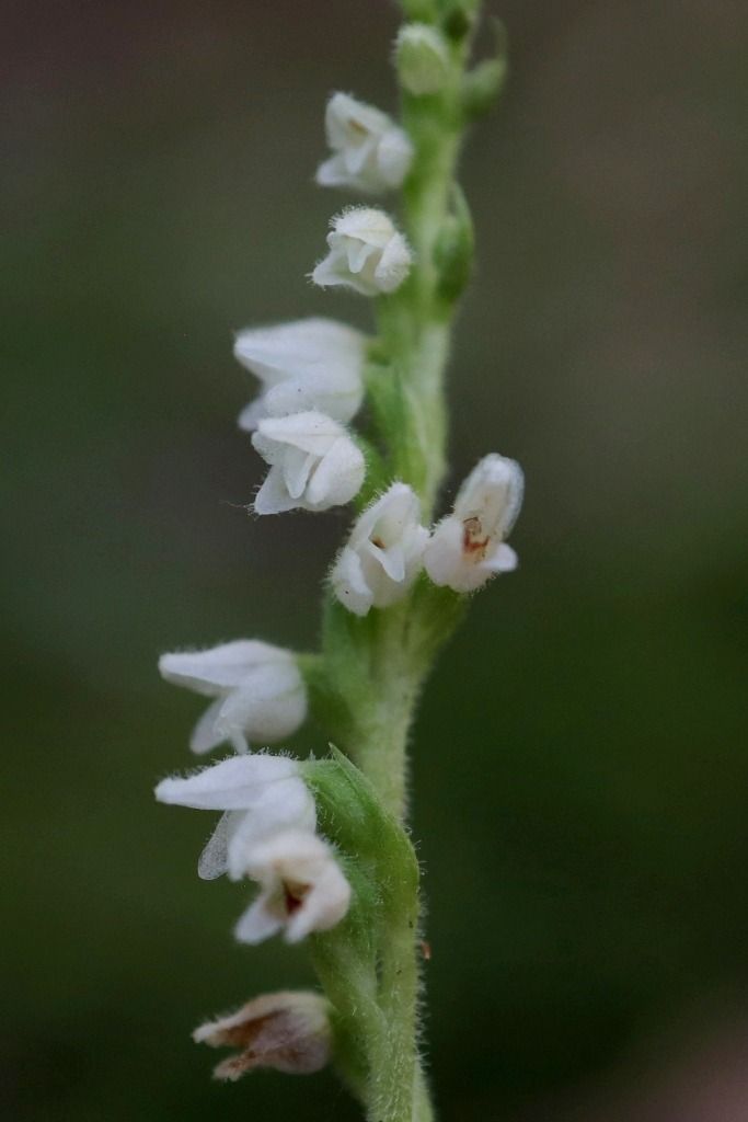 Goodyera repens  - Ghislain Constans