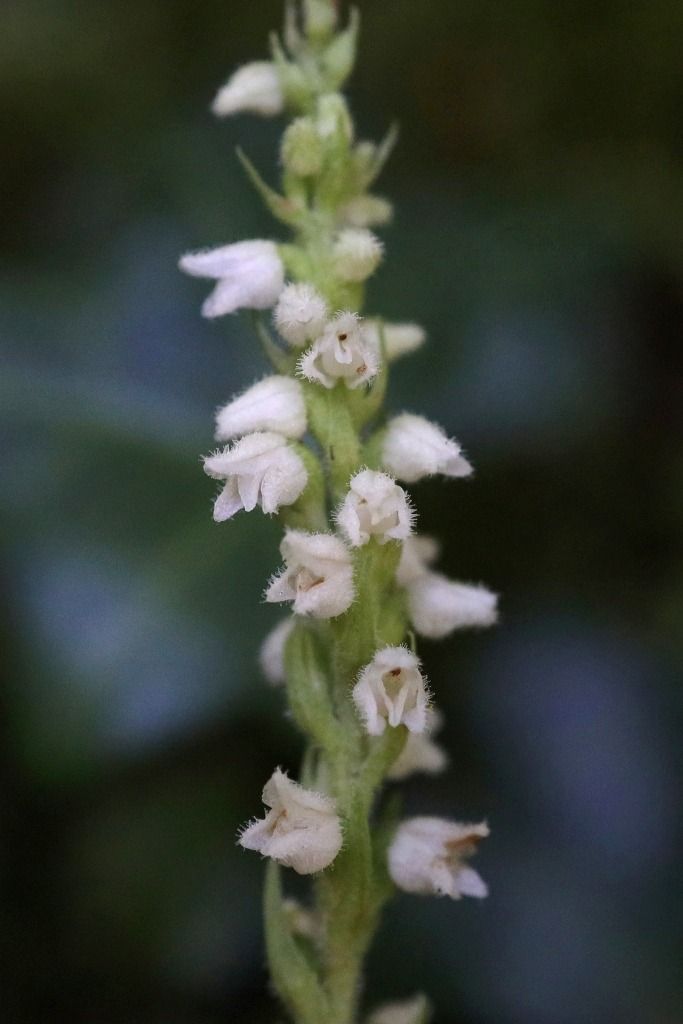 Goodyera repens  - Ghislain Constans