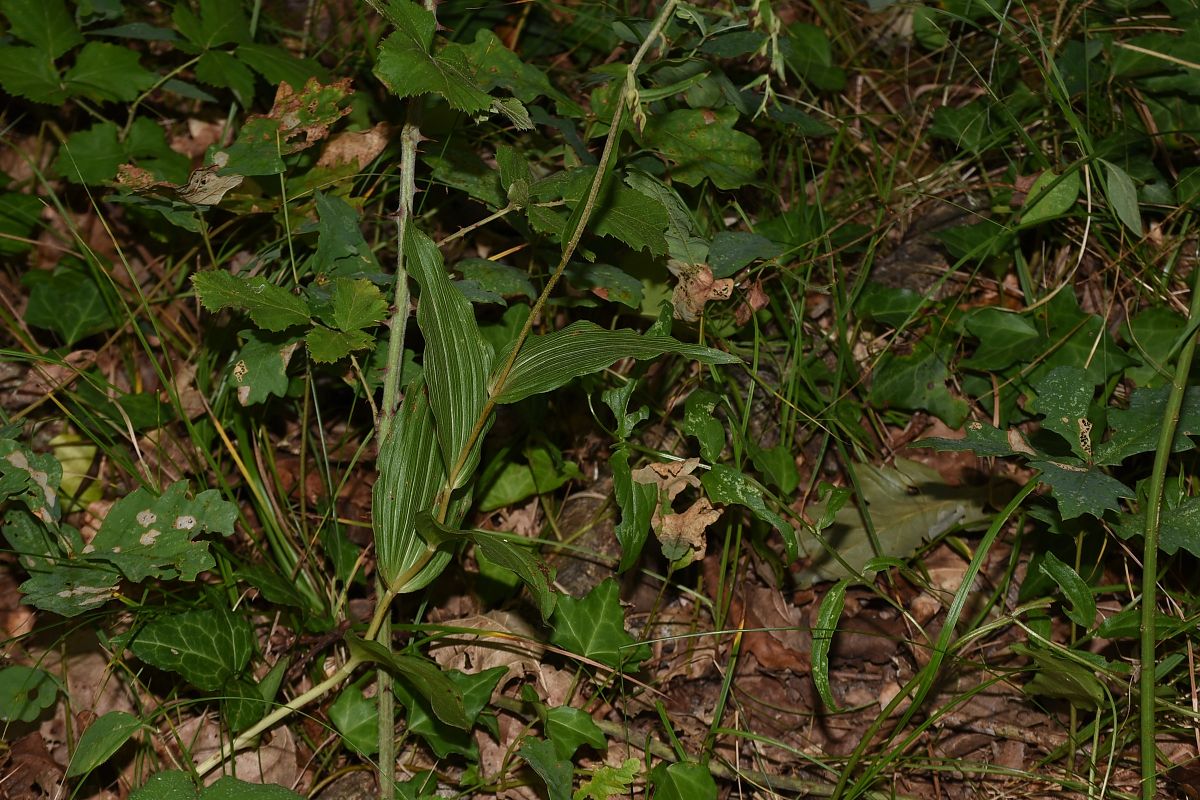 Epipactis helleborine var. minor  - Jean-Christophe Blanchard
