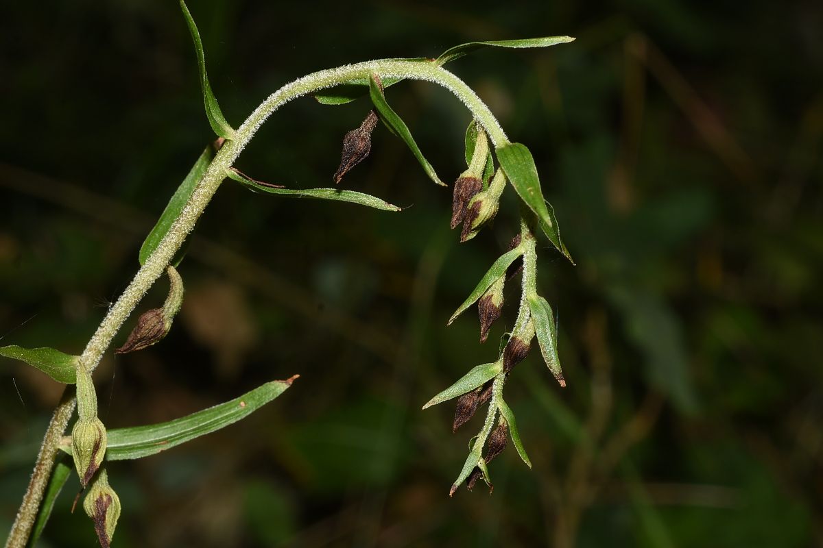 Epipactis helleborine var. minor  - Jean-Christophe Blanchard
