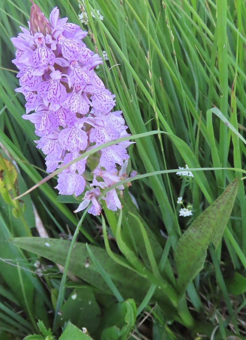 Dactylorhiza indet. group. incarnata  - Antoinette Fleixas