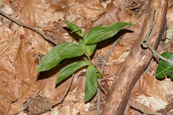 Epipactis helleborine  - Nicole Taillandier