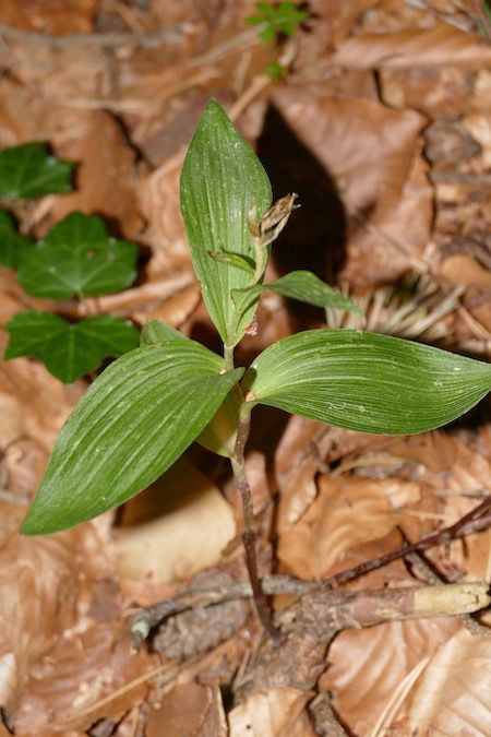 Epipactis helleborine  - Nicole Taillandier
