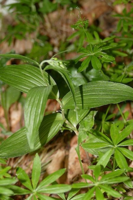 Epipactis helleborine  - Nicole Taillandier