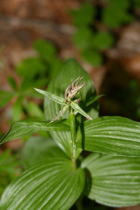 Epipactis helleborine  - Nicole Taillandier