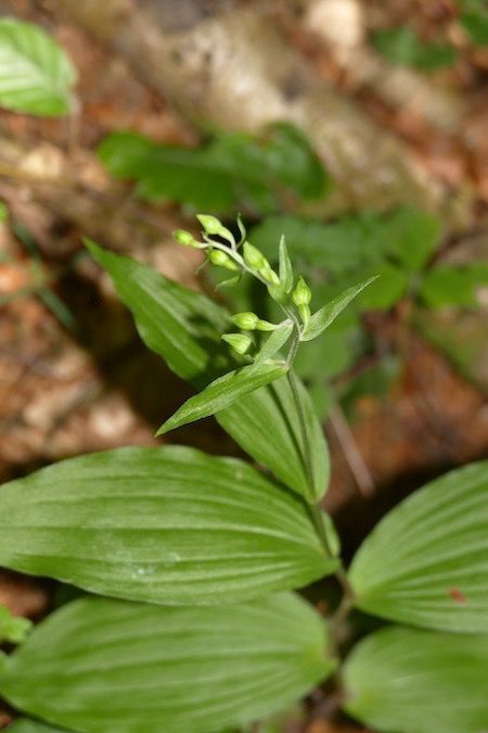 Epipactis helleborine  - Nicole Taillandier