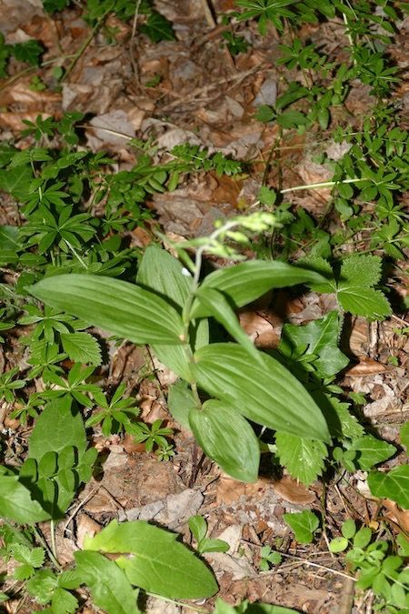 Epipactis helleborine  - Nicole Taillandier