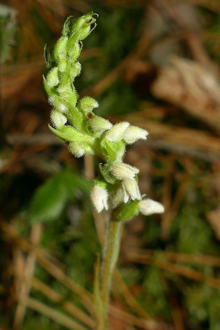 Goodyera repens  - Nicole Taillandier