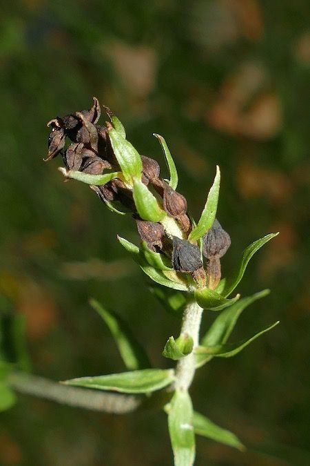 Epipactis helleborine  - Nicole Taillandier
