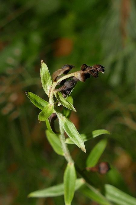 Epipactis helleborine  - Nicole Taillandier