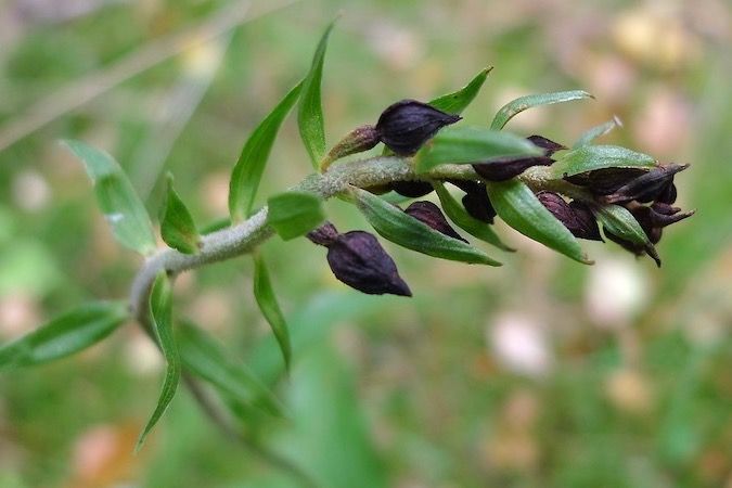 Epipactis helleborine  - Nicole Taillandier