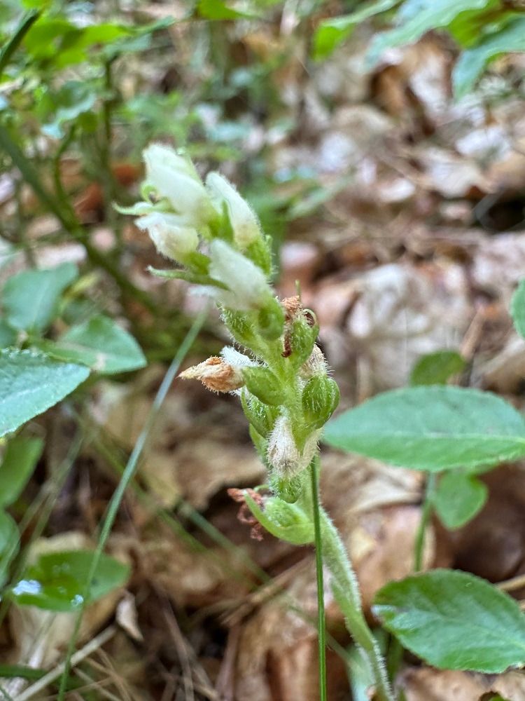 Goodyera repens  - Nadine Duche
