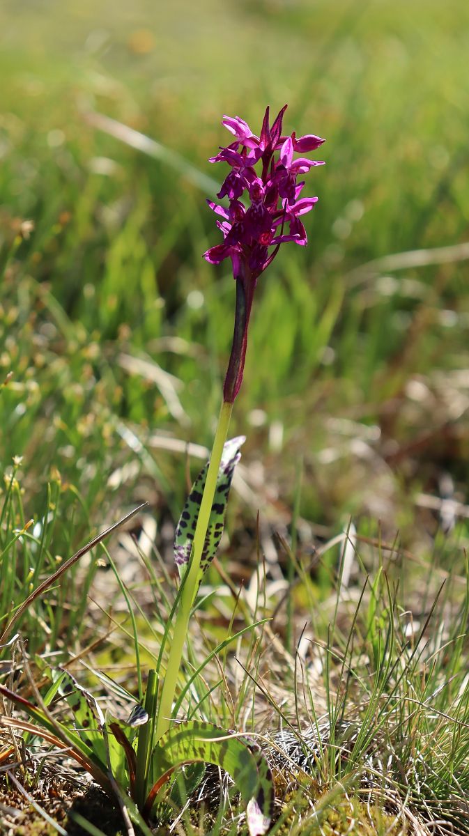Dactylorhiza lapponica  - Gerard Guillouard