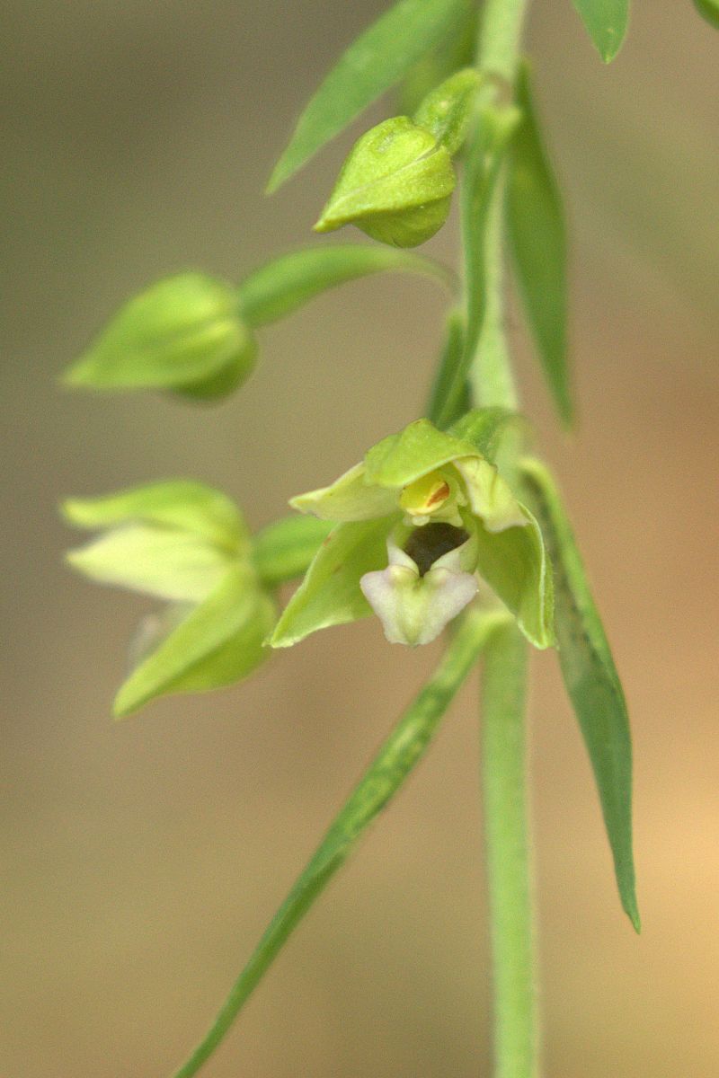 Epipactis muelleri  - Jean Valentin