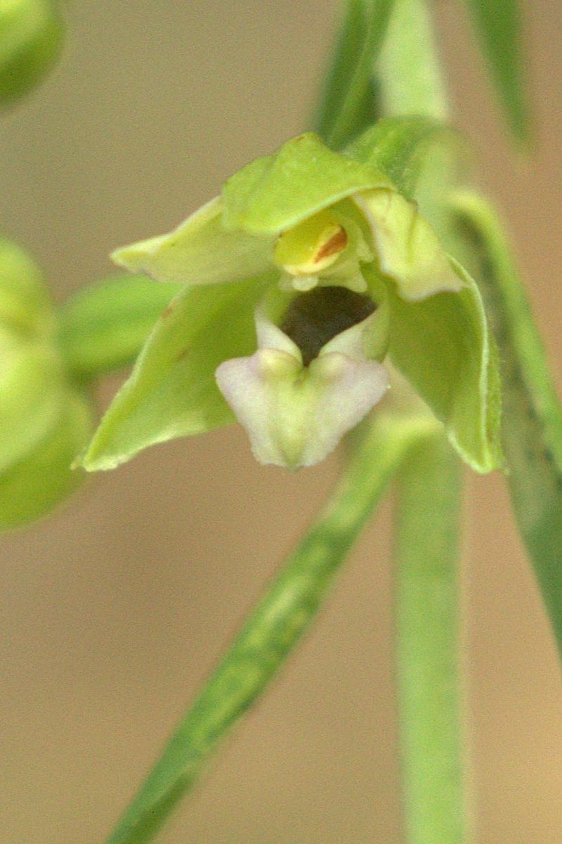 Epipactis muelleri  - Jean Valentin