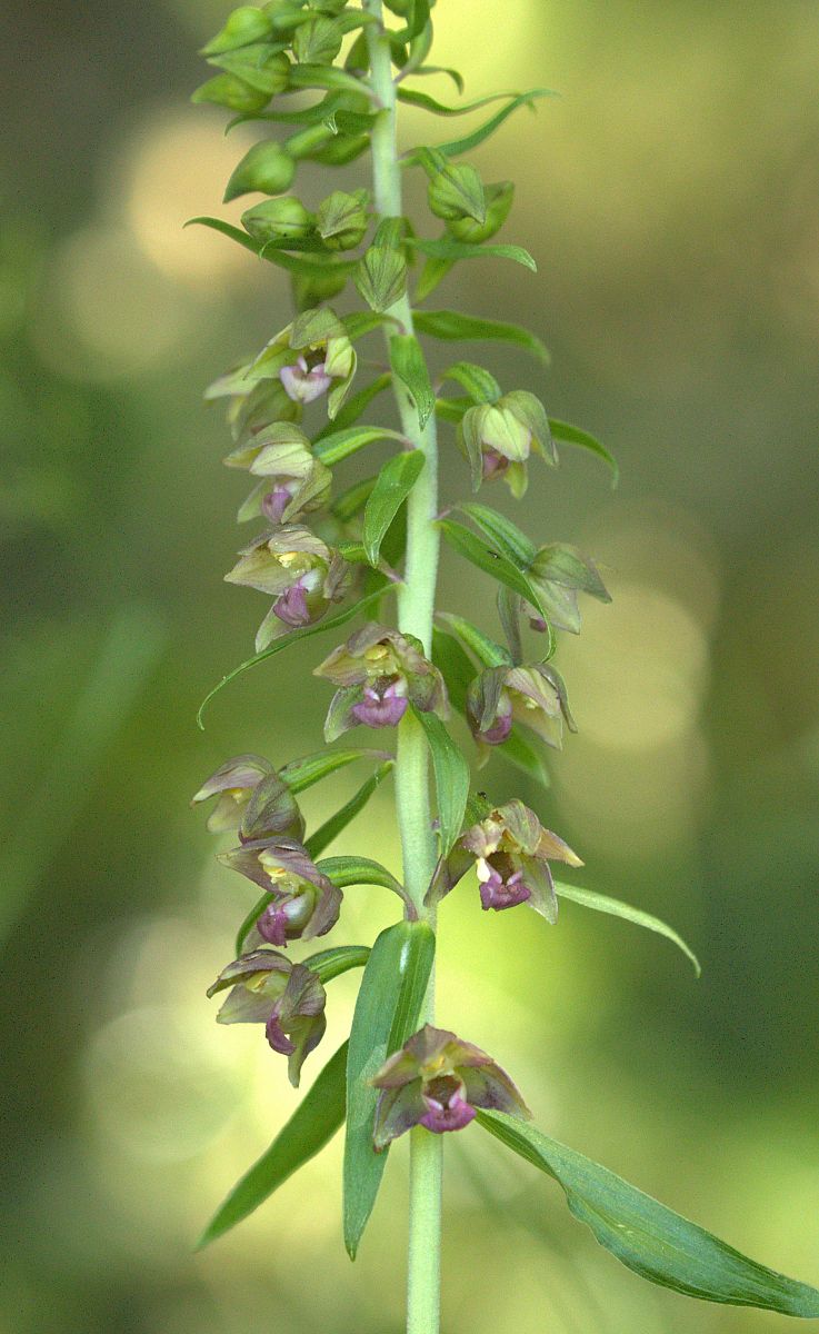 Epipactis helleborine  - Jean Valentin