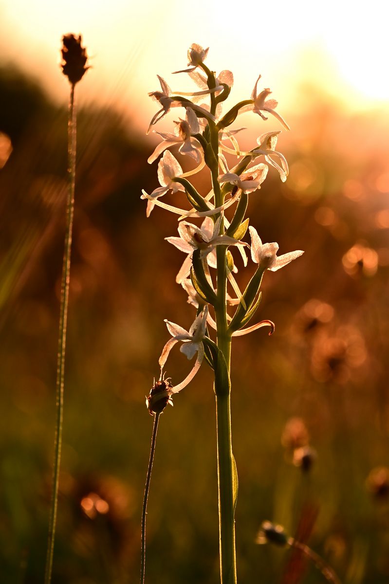 Platanthera bifolia  - Frédéric Masson
