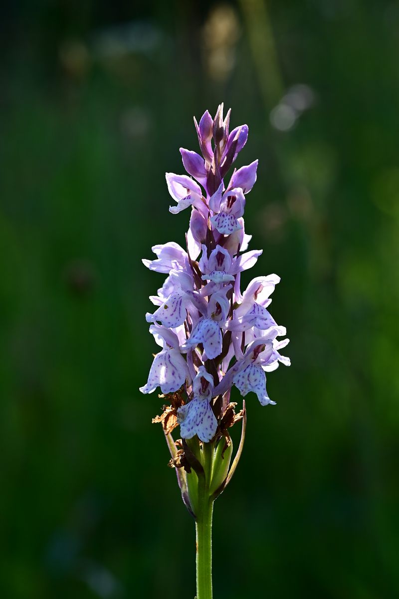 Dactylorhiza maculata  - Frédéric Masson