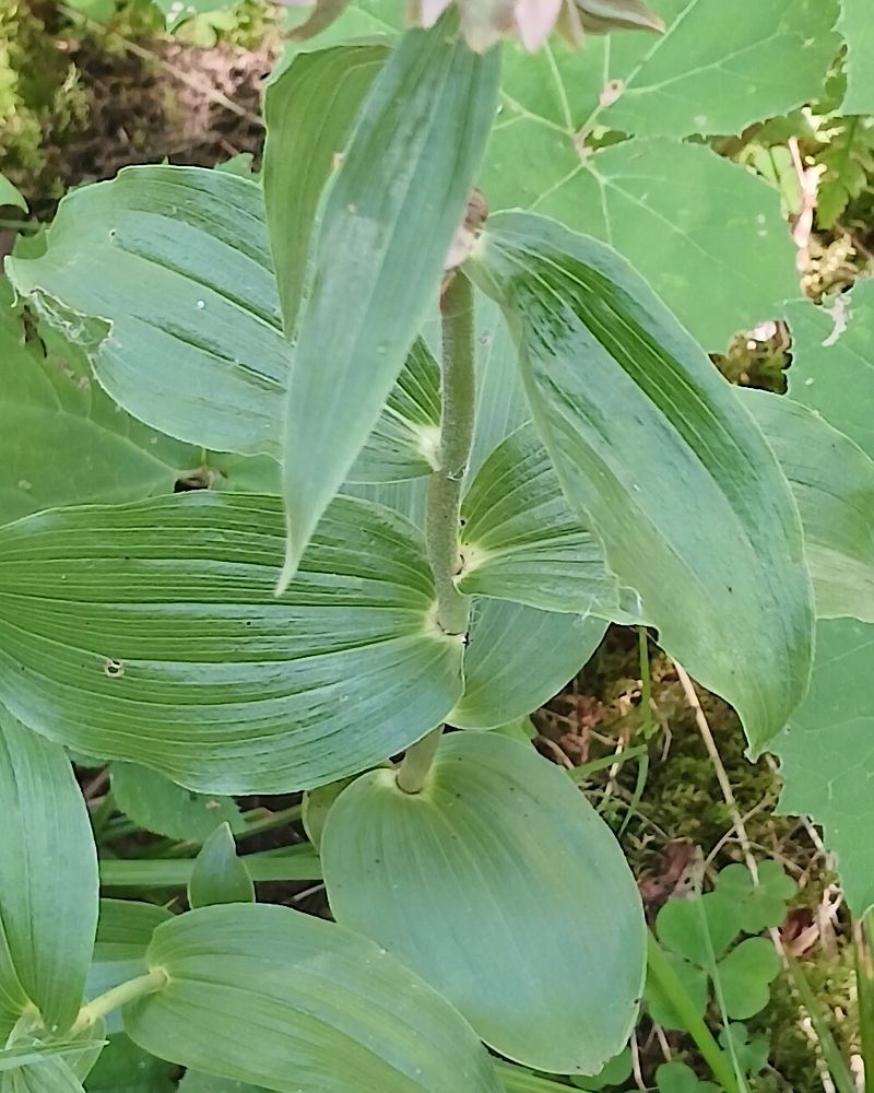 Epipactis helleborine  - Pascale Chevalier