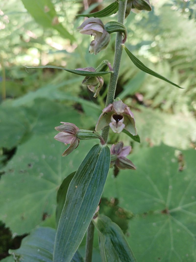 Epipactis helleborine  - Pascale Chevalier