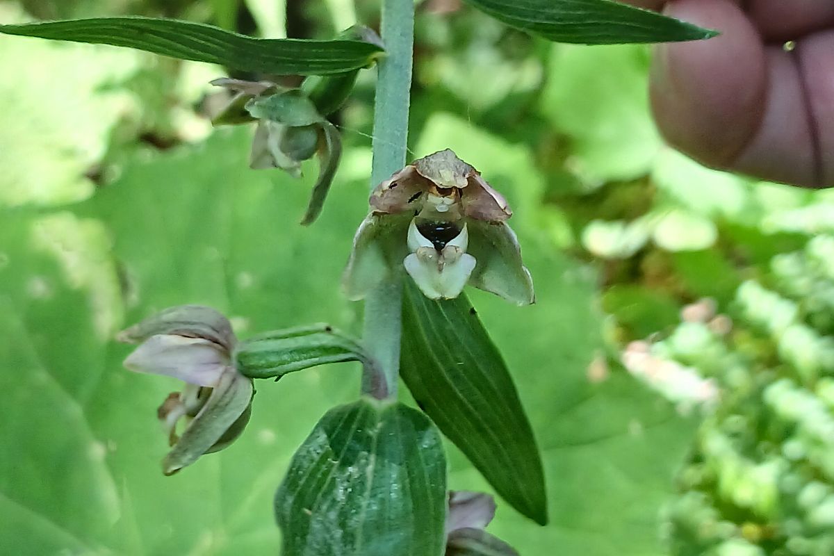 Epipactis helleborine  - Pascale Chevalier