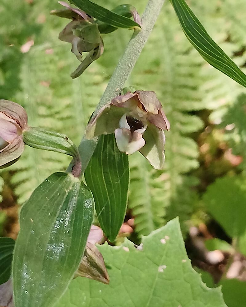 Epipactis helleborine  - Pascale Chevalier