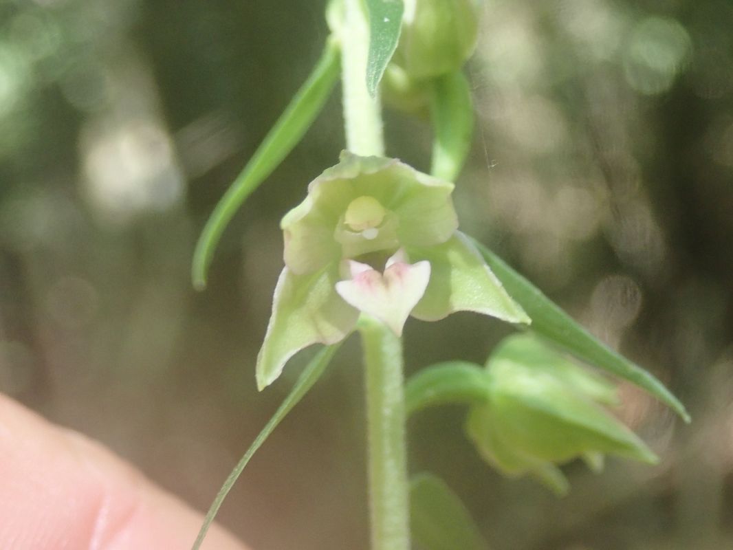 Epipactis leptochila  - Eliott Huguet