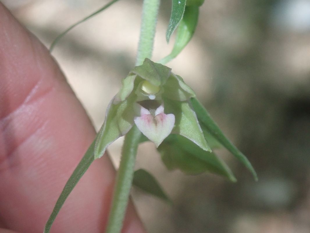 Epipactis leptochila  - Eliott Huguet