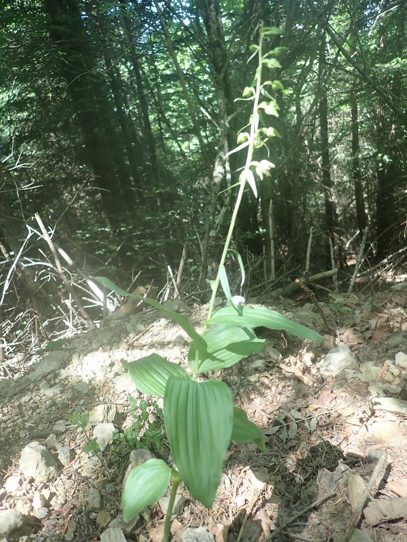 Epipactis leptochila  - Eliott Huguet