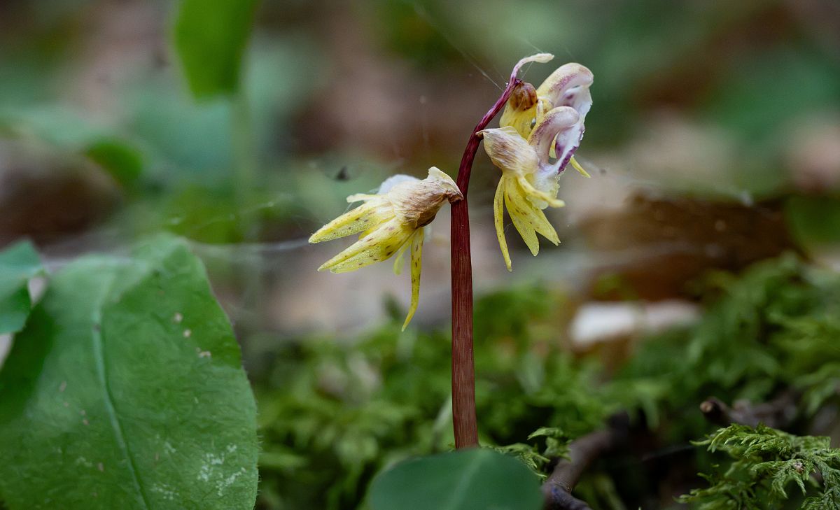 Epipactis palustris  - Jean Deschâtres