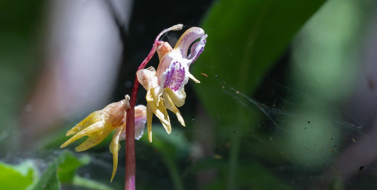 Epipactis palustris  - Jean Deschâtres