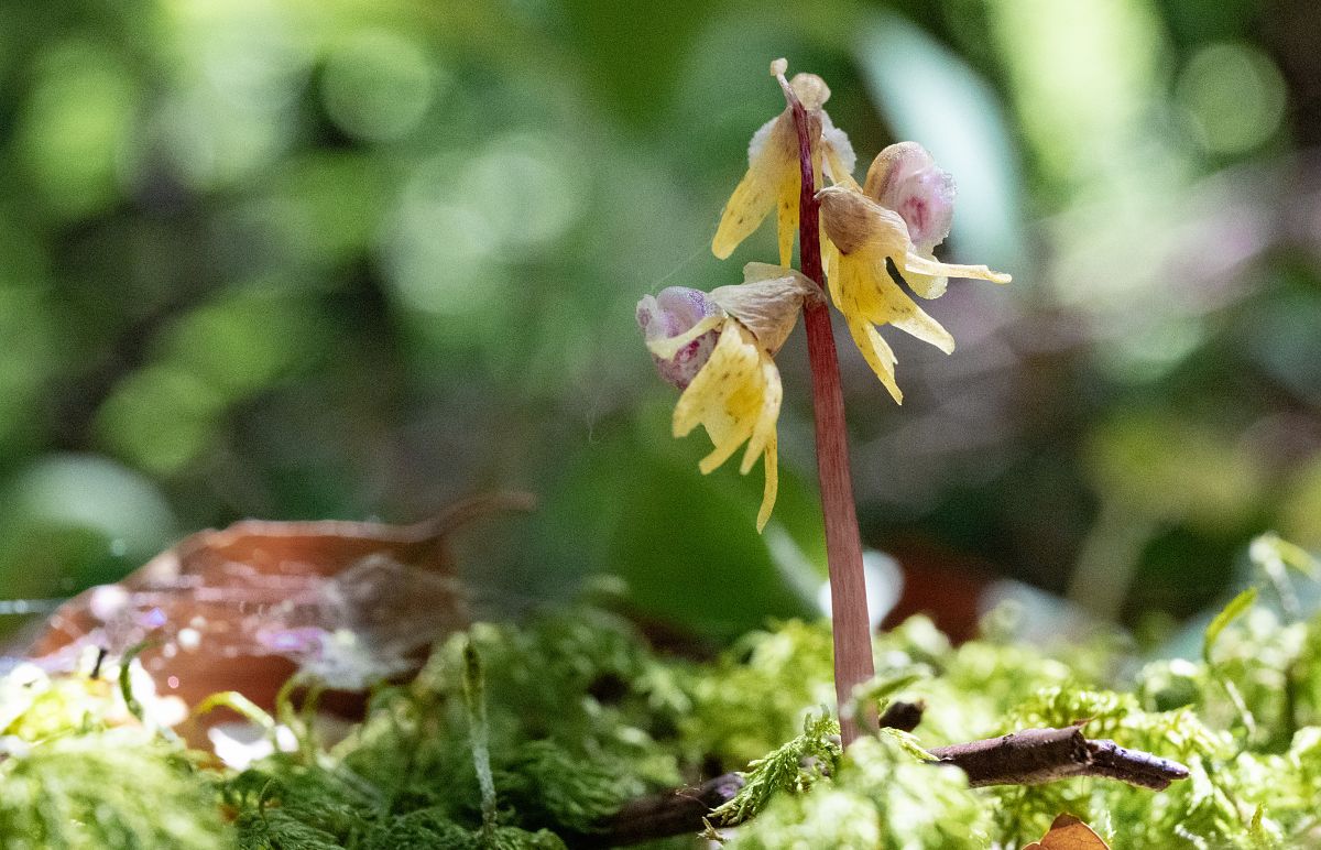 Epipactis palustris  - Jean Deschâtres