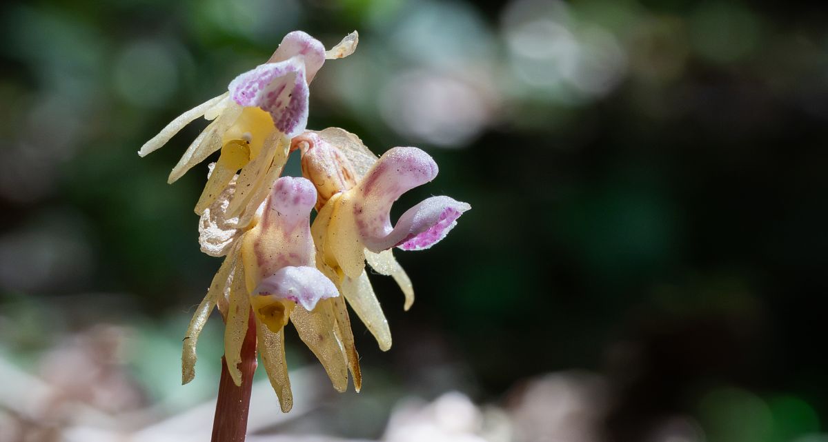 Epipactis palustris  - Jean Deschâtres