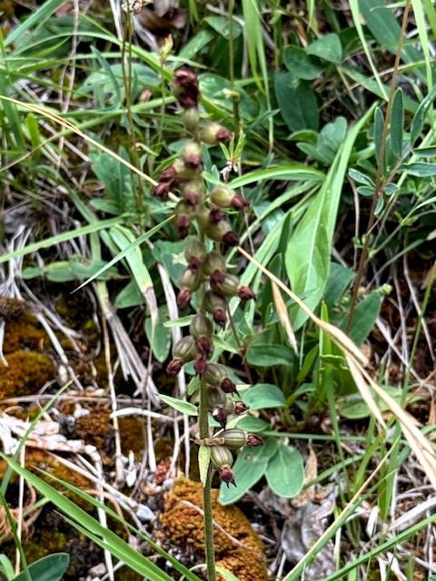 Epipactis atrorubens  - Martine Oriella