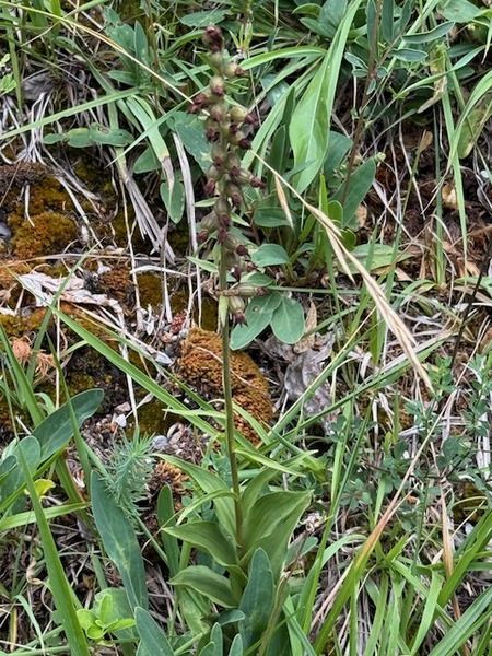 Epipactis atrorubens  - Martine Oriella
