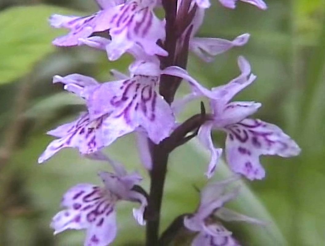 Dactylorhiza fuchsii  - Jacques Hallot