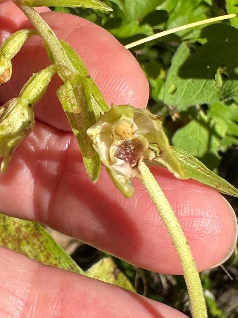 Epipactis muelleri  - Catherine Lamena