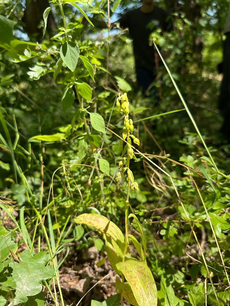Epipactis muelleri  - Catherine Lamena